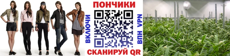 Каннабис сатива цена Орехово-Зуево